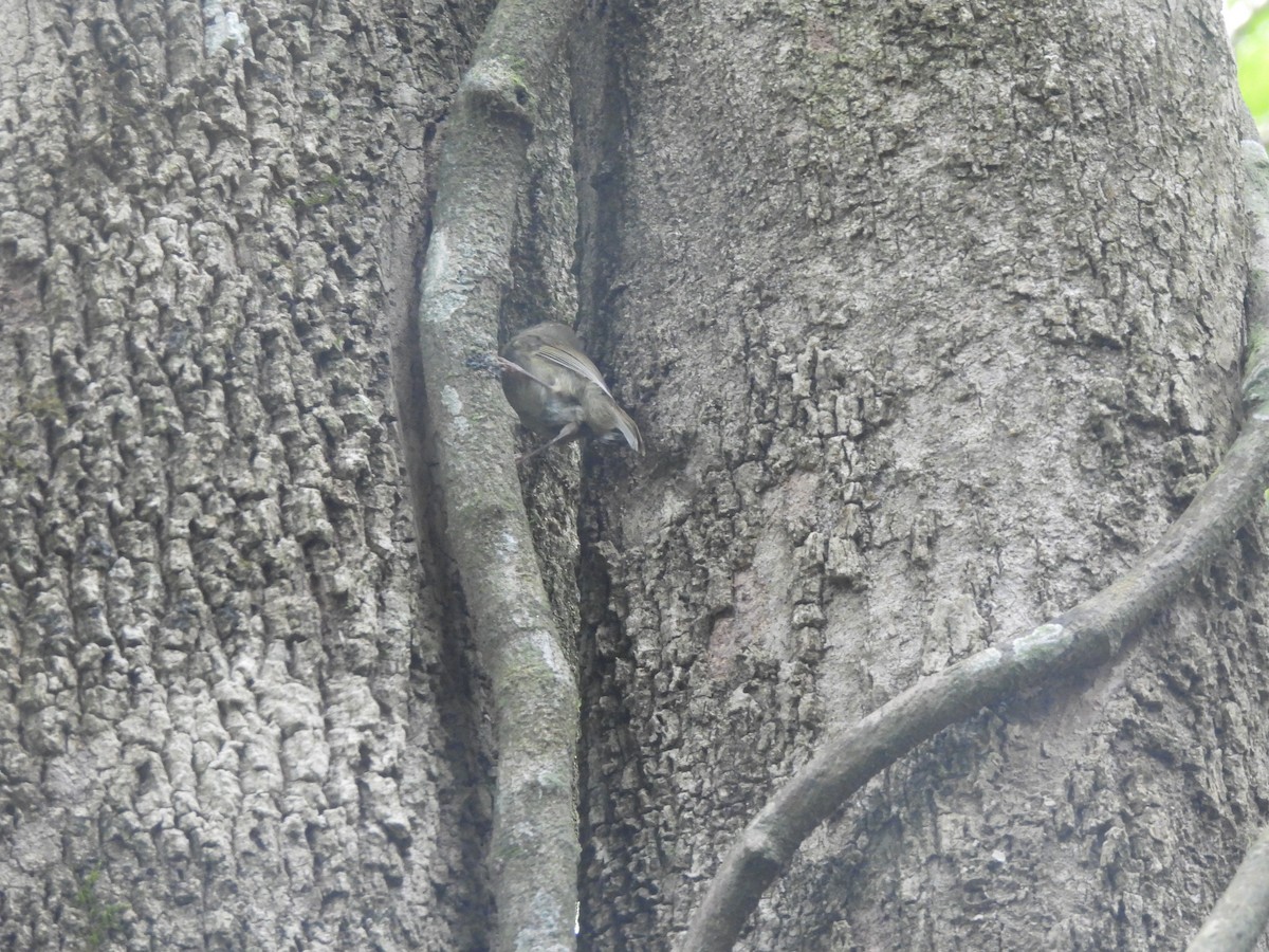 White-throated Treecreeper - ML646172190