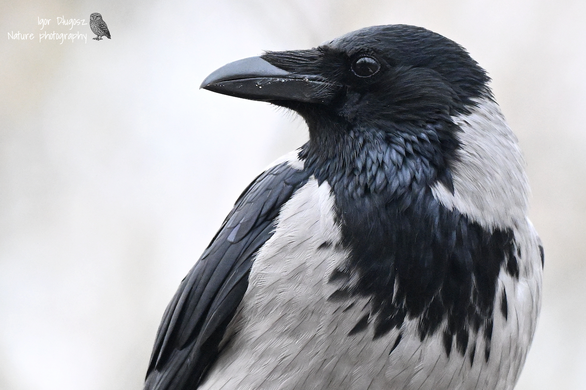 Hooded Crow - ML646172191