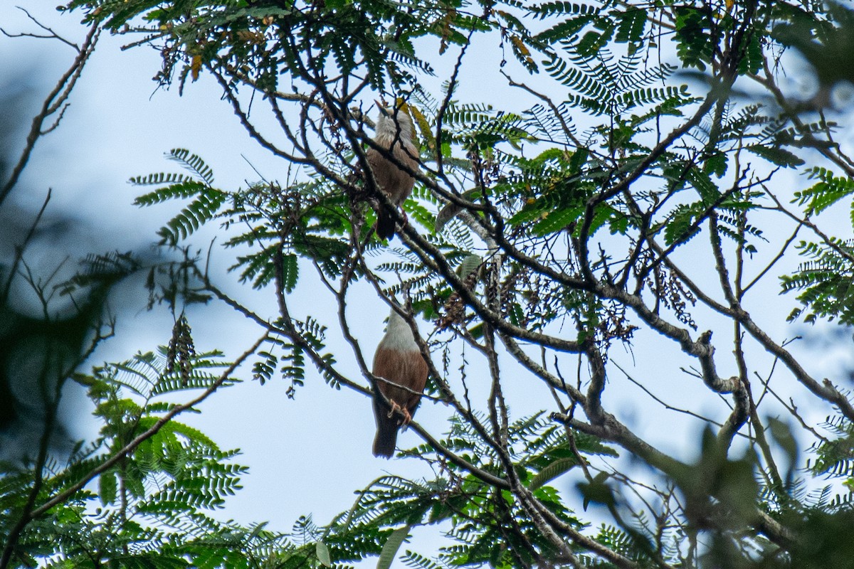 Malabar Starling - ML646172192