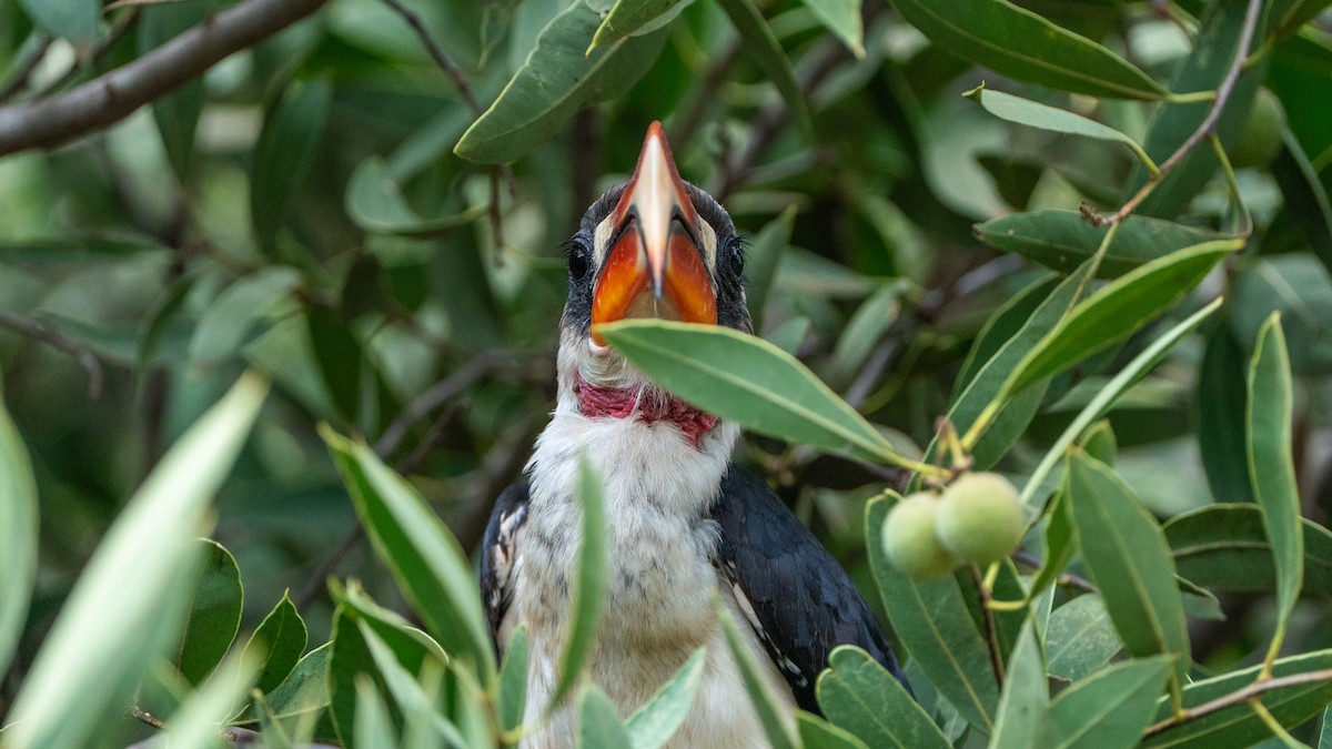 Von der Decken's Hornbill - ML646172193