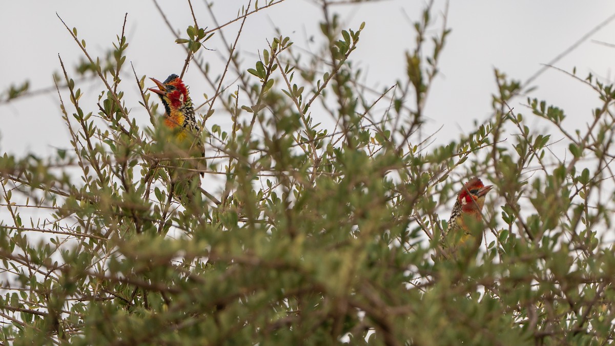 Red-and-yellow Barbet - ML646172194