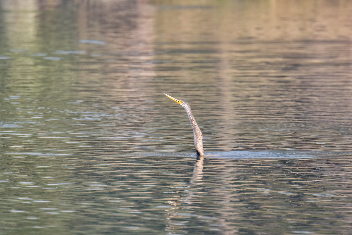 Oriental Darter - ML646172195