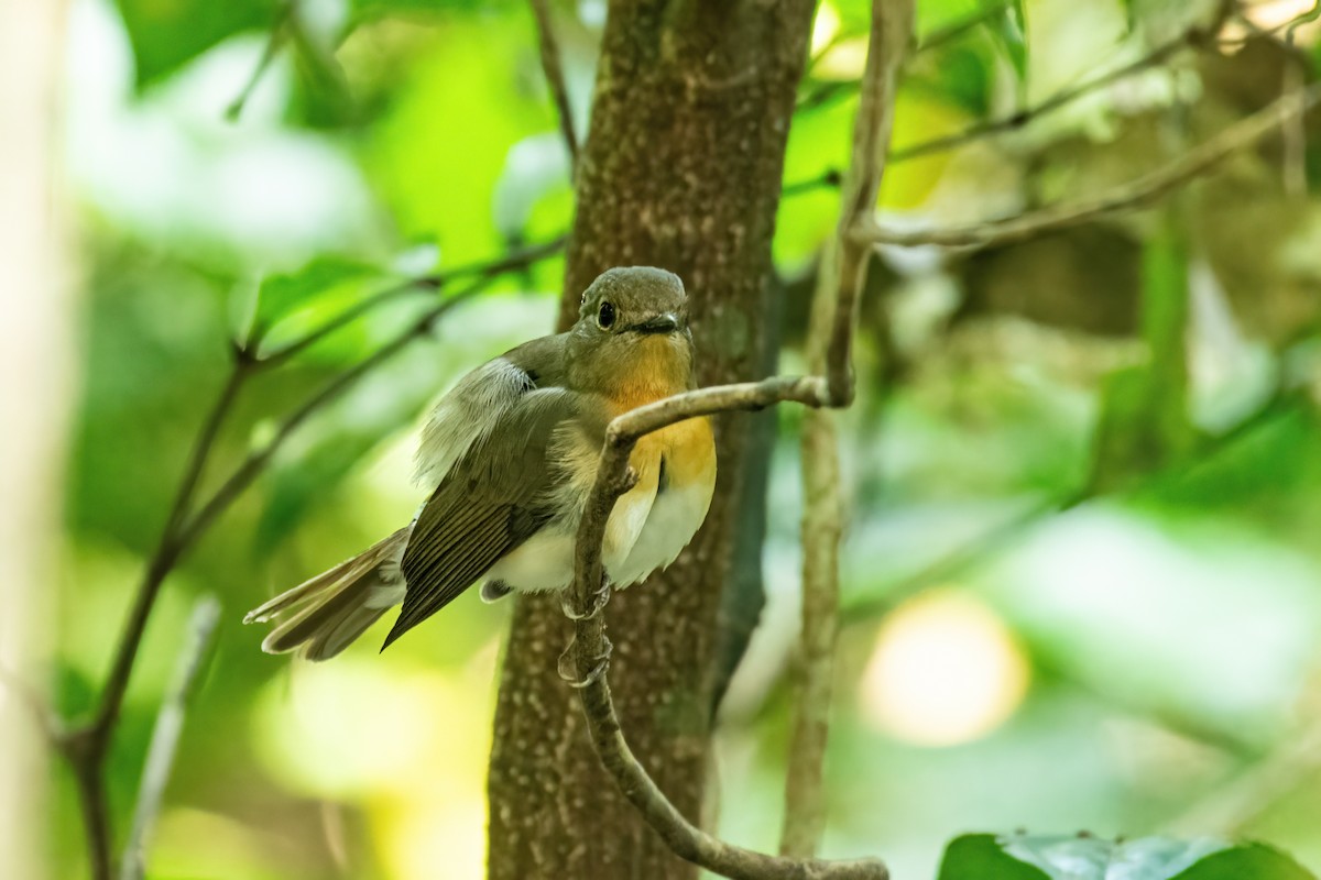 Blue-throated Flycatcher - ML646172196