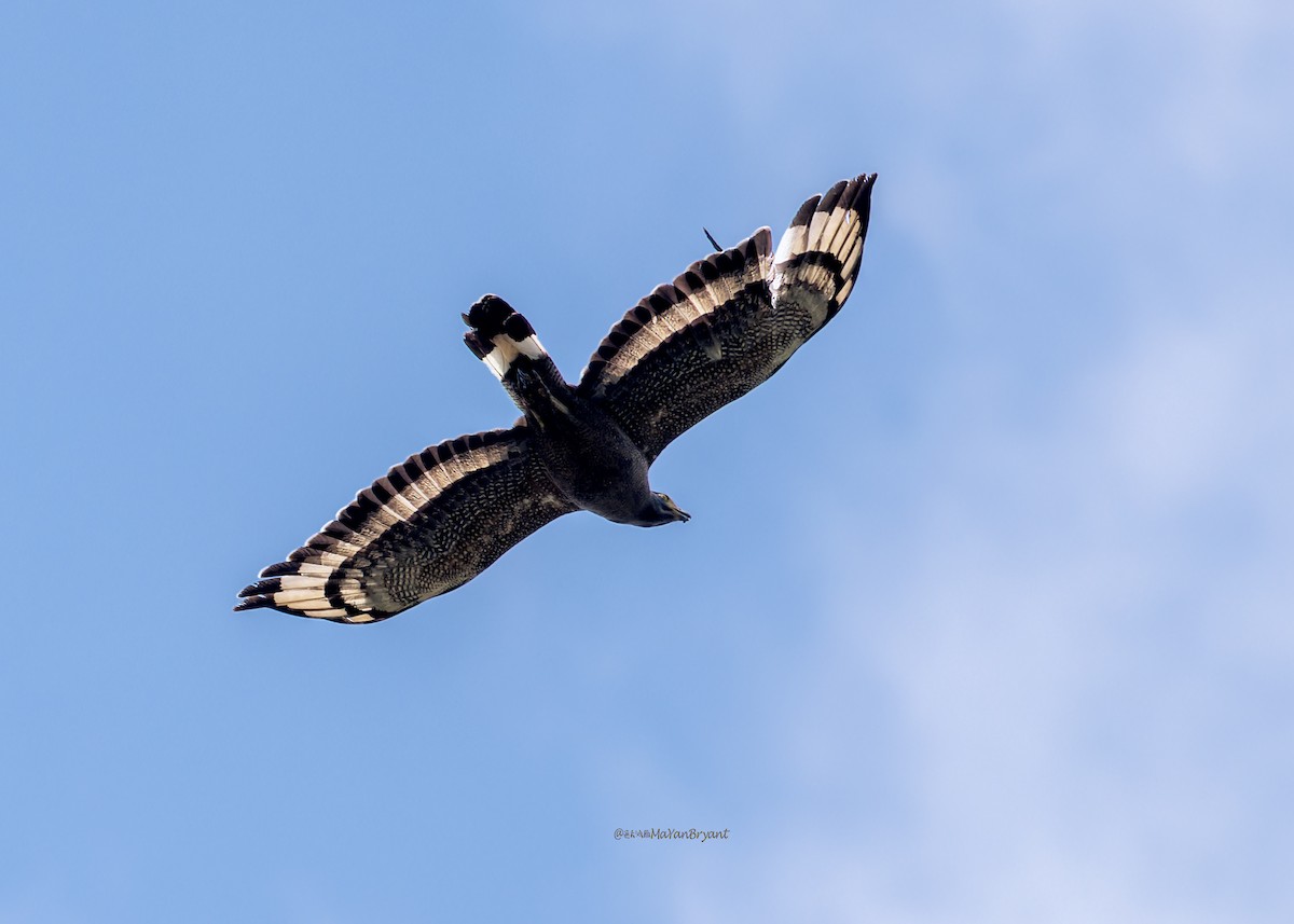 Crested Serpent-Eagle - ML646172202