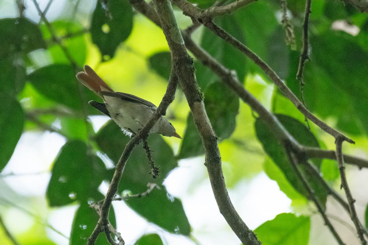 Rusty-tailed Flycatcher - ML646172203