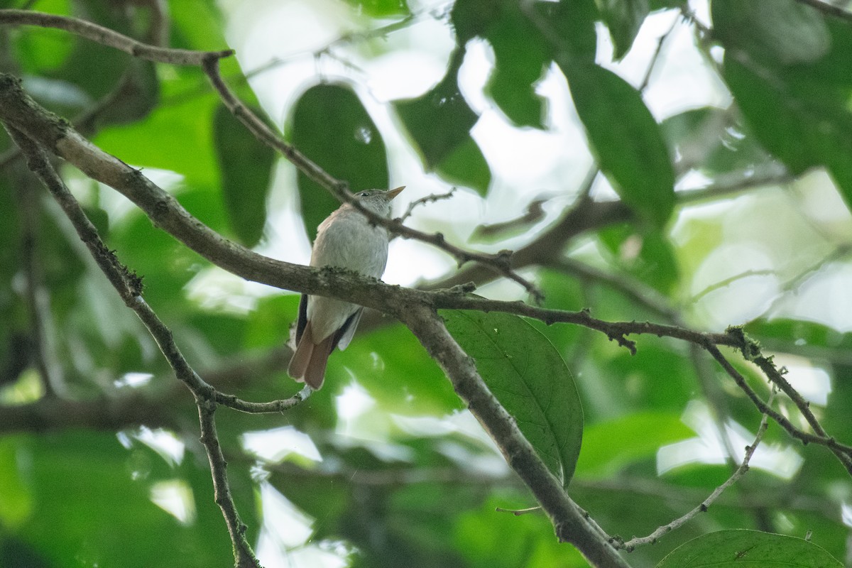 Rusty-tailed Flycatcher - ML646172204