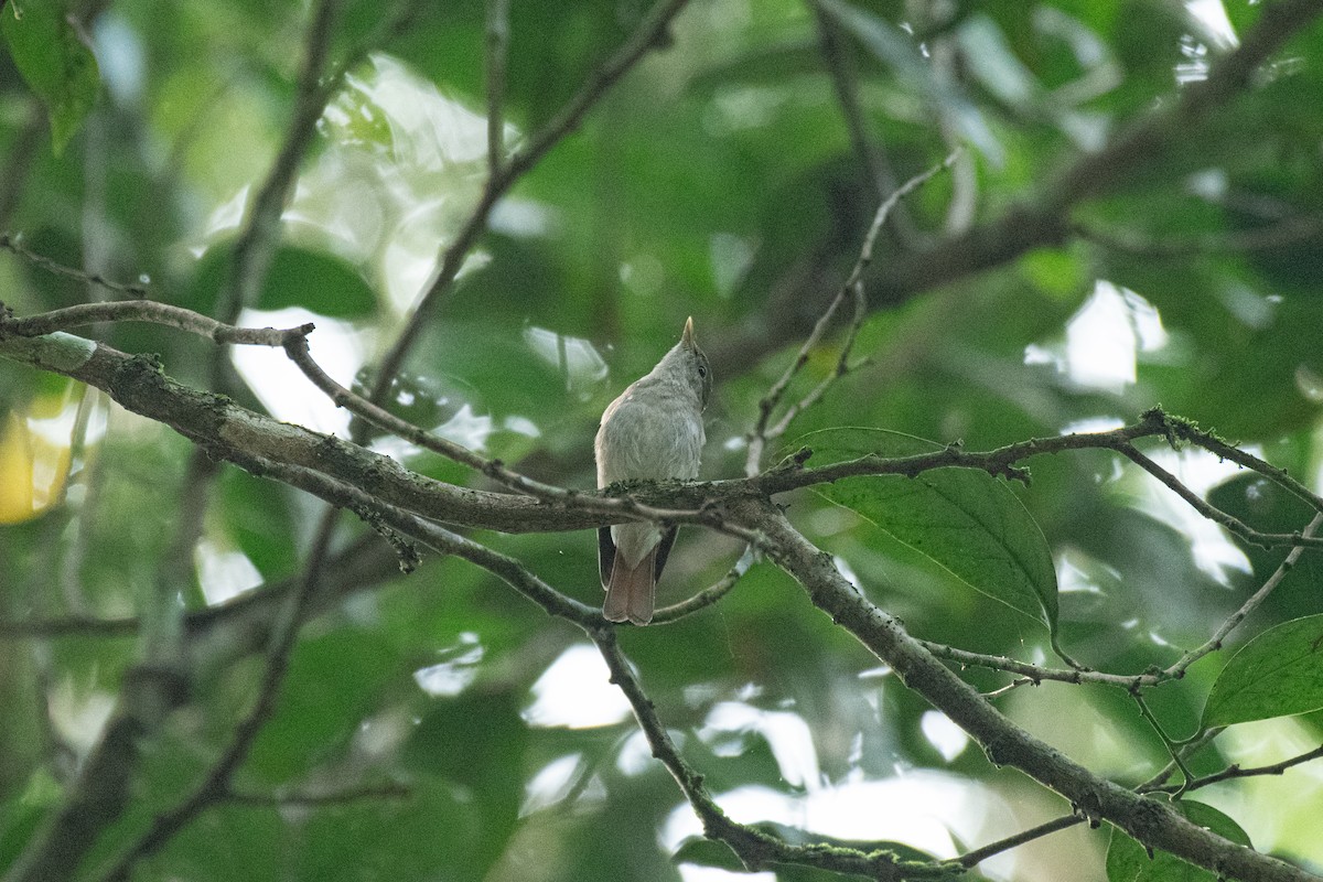 Rusty-tailed Flycatcher - ML646172205