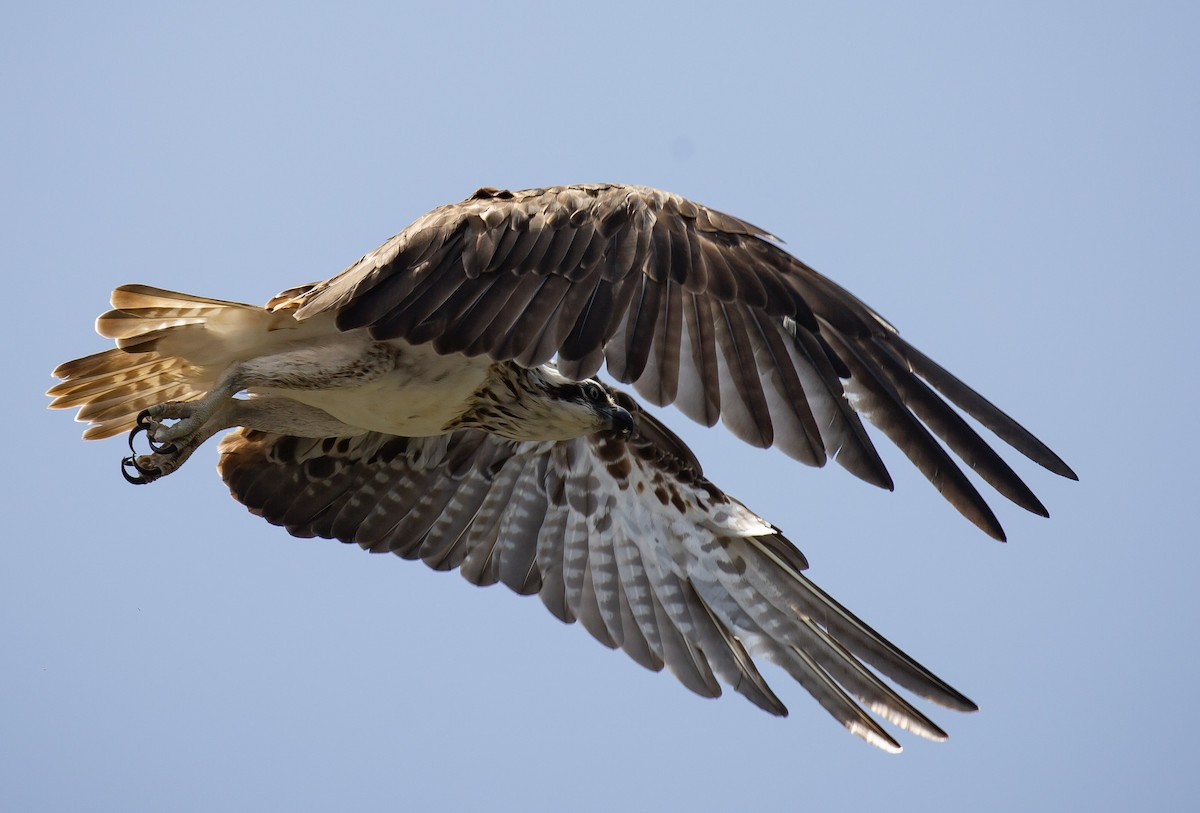 Osprey - ML646172206