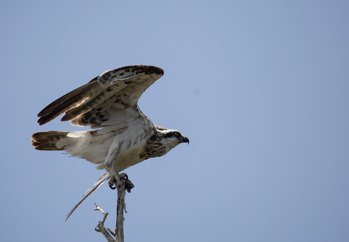 Osprey - ML646172207