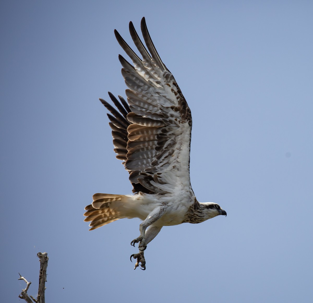 Osprey - ML646172208