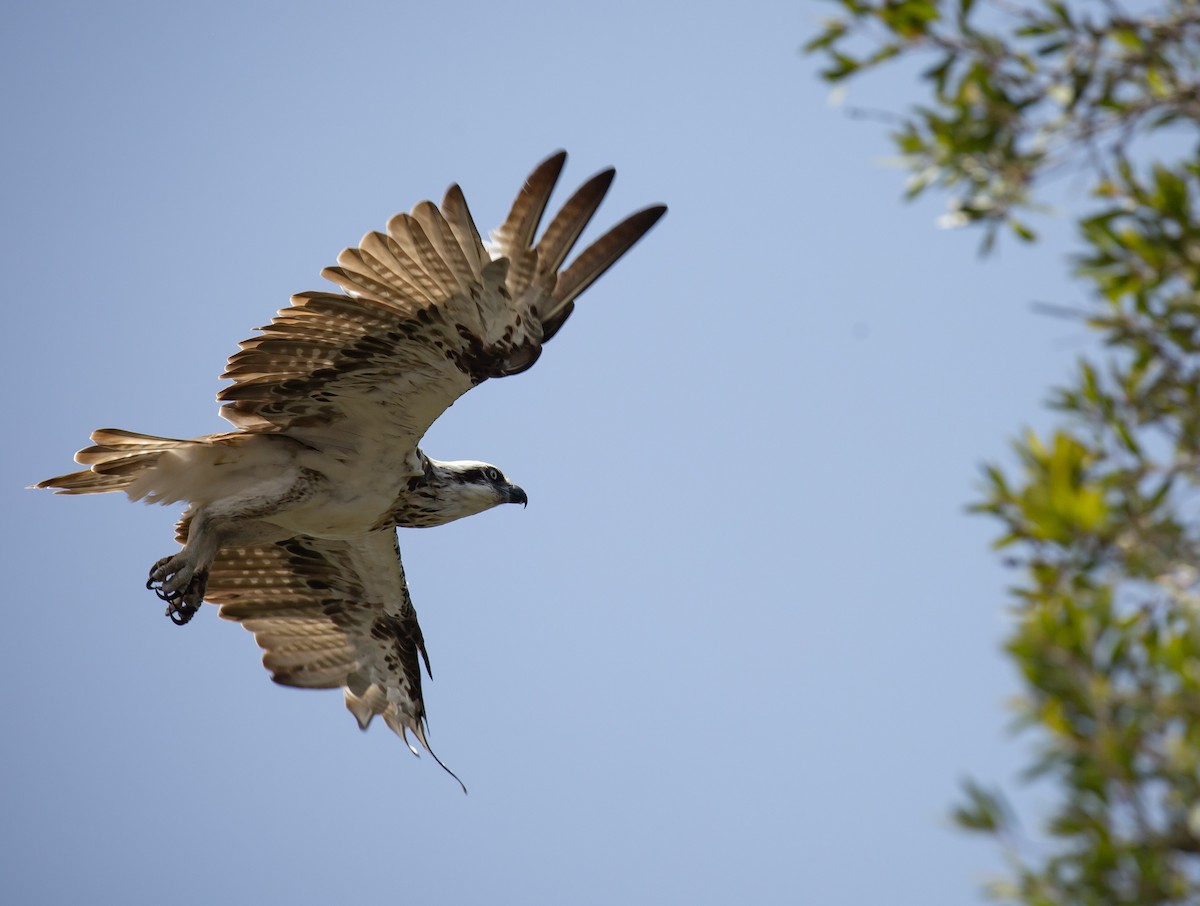 Osprey - ML646172209