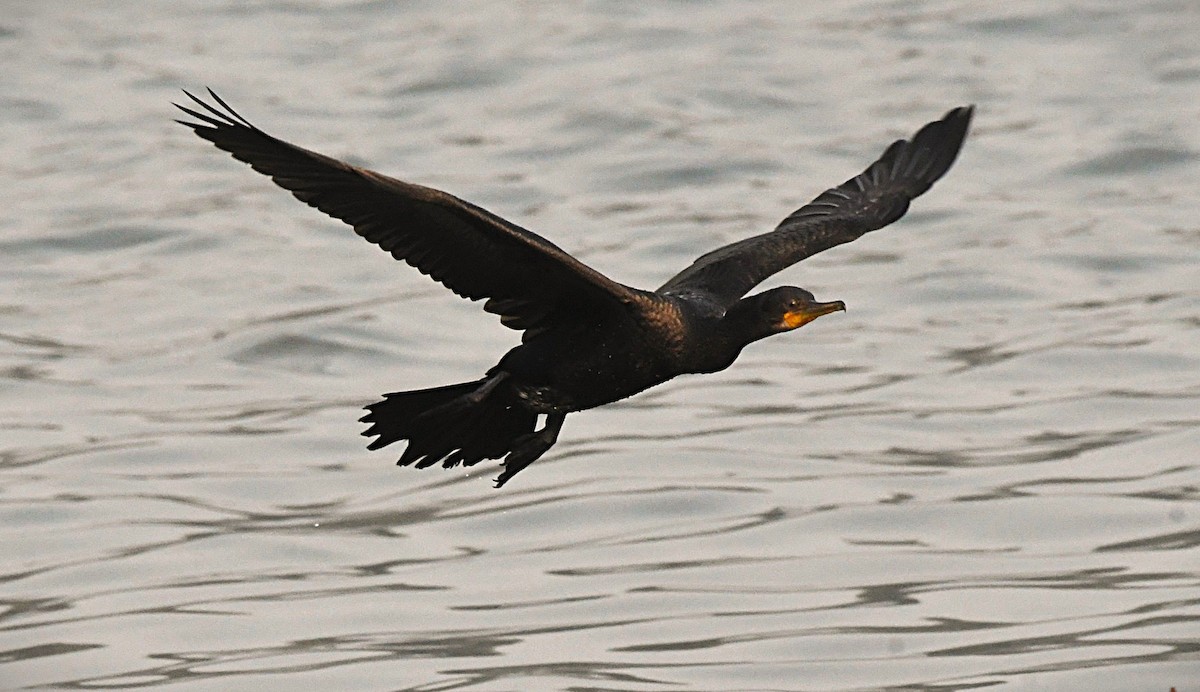 Indian Cormorant - ML646172210