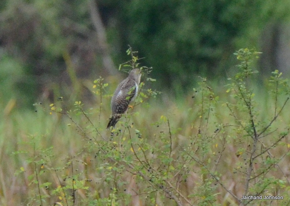 Common Cuckoo - ML646172211