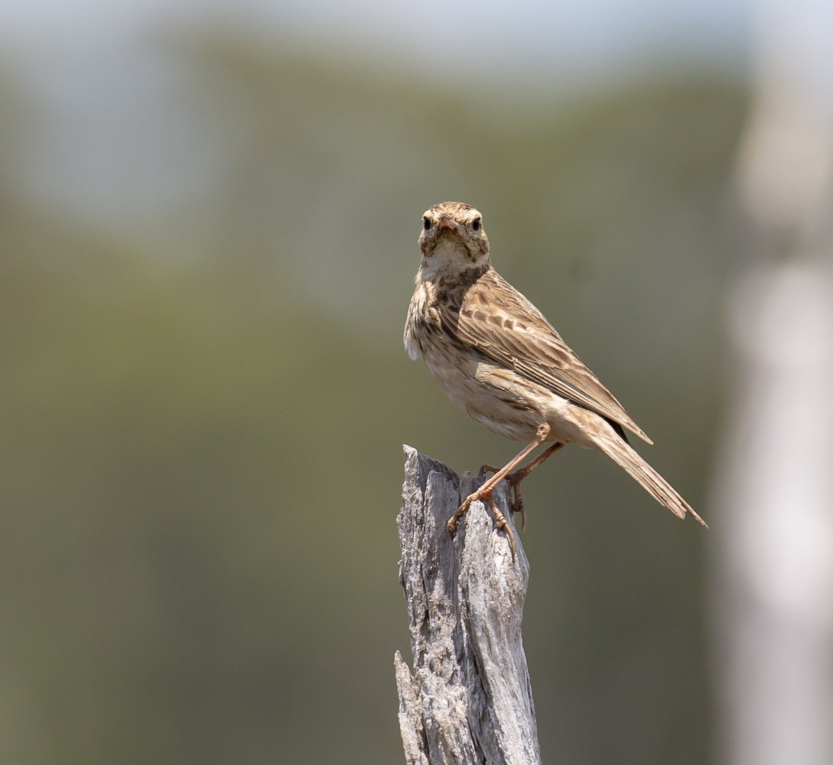 Australian Pipit - ML646172212
