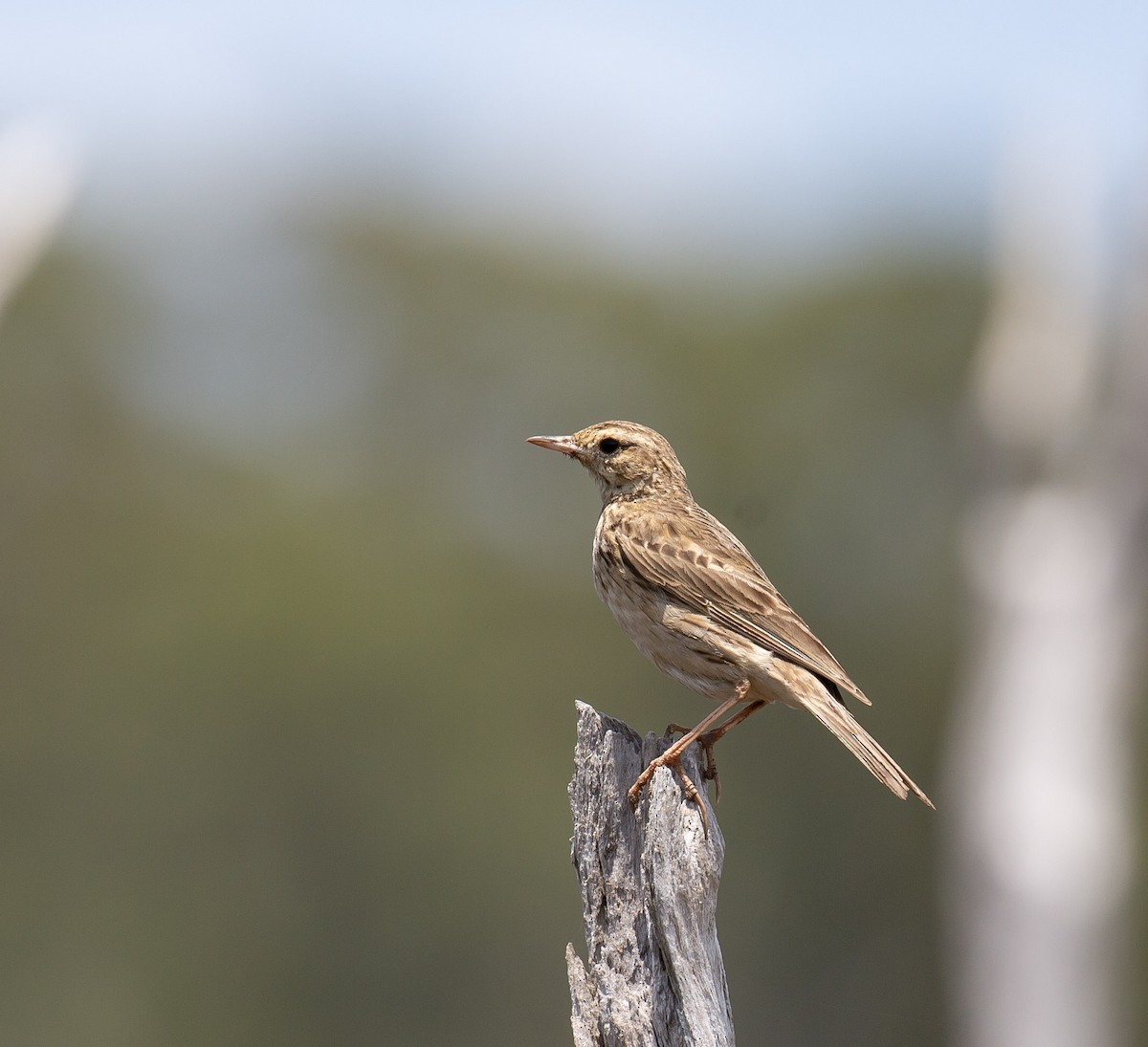 Australian Pipit - ML646172213