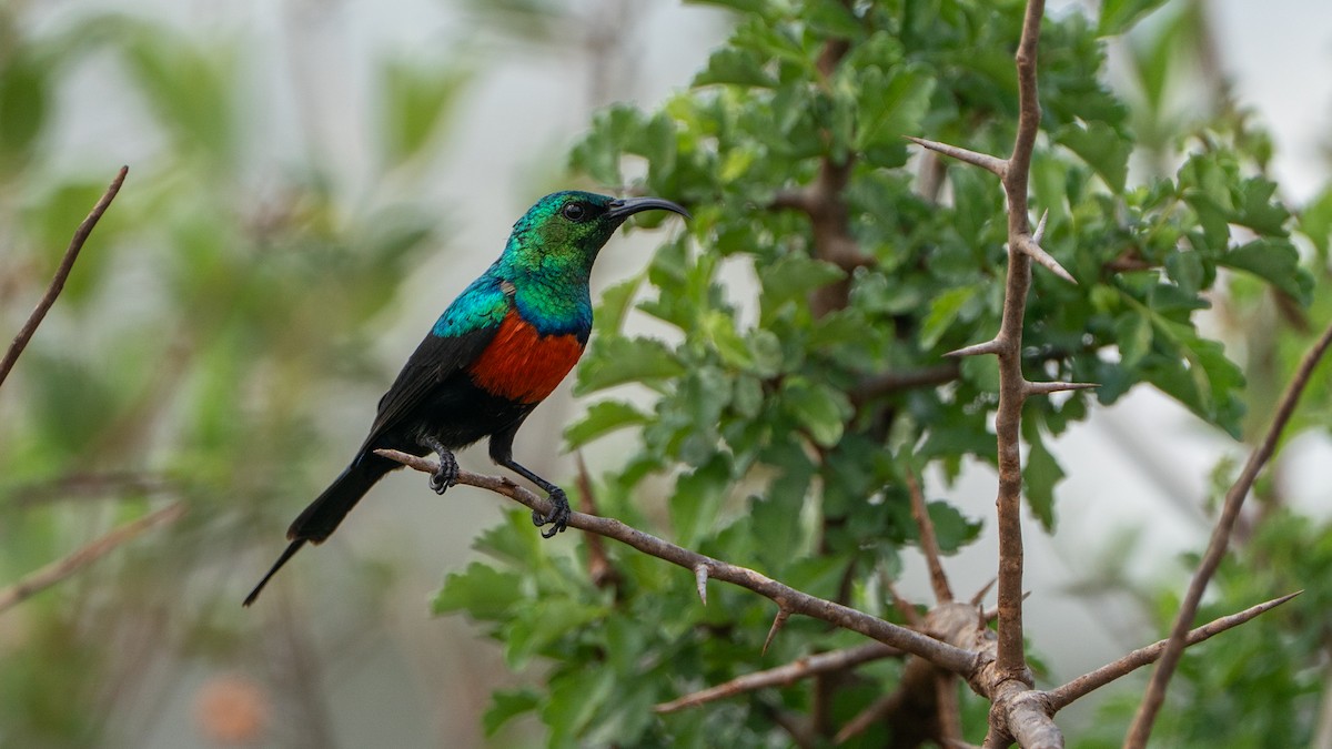 Black-bellied Sunbird - ML646172214