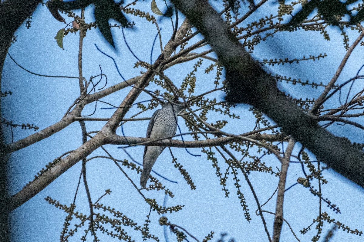 Indian Cuckooshrike - ML646172215
