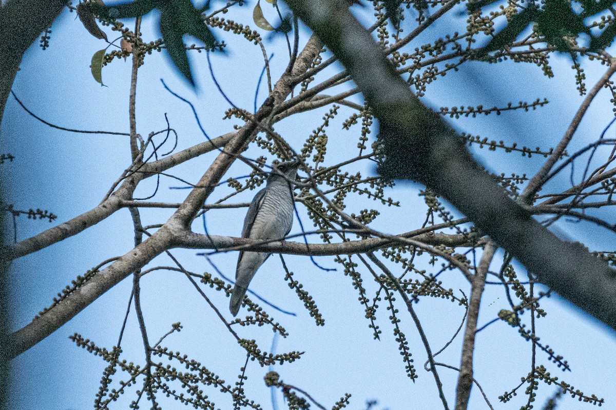 Indian Cuckooshrike - ML646172216