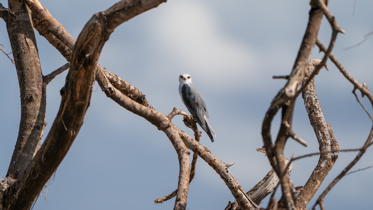 Black-winged Kite - ML646172217