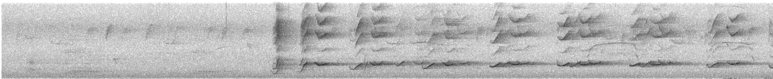 svarthodeparakitt - ML646172219