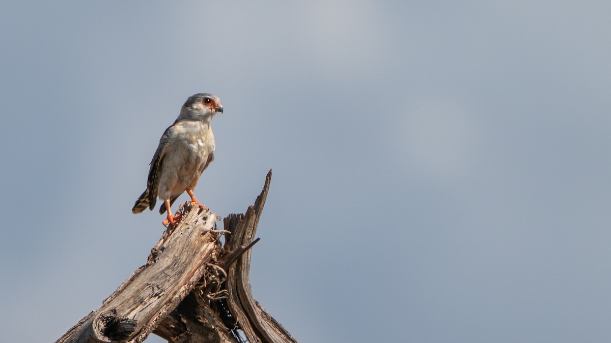 Pygmy Falcon - ML646172220