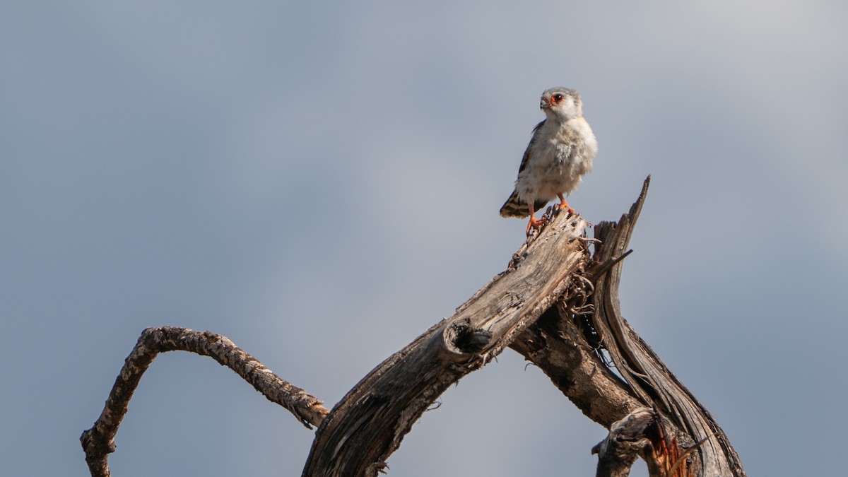 Pygmy Falcon - ML646172221