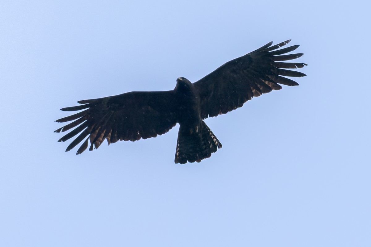 Black Eagle - ML646172222
