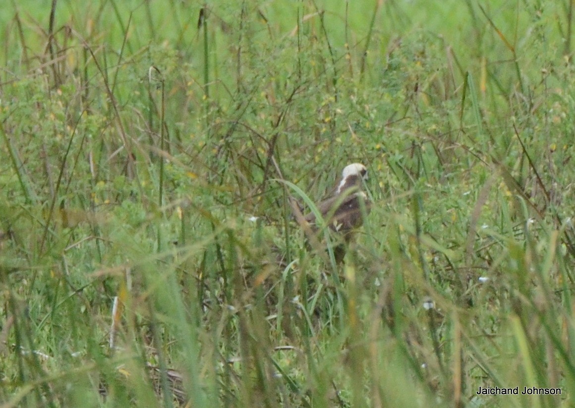 sivhauk - ML646172225