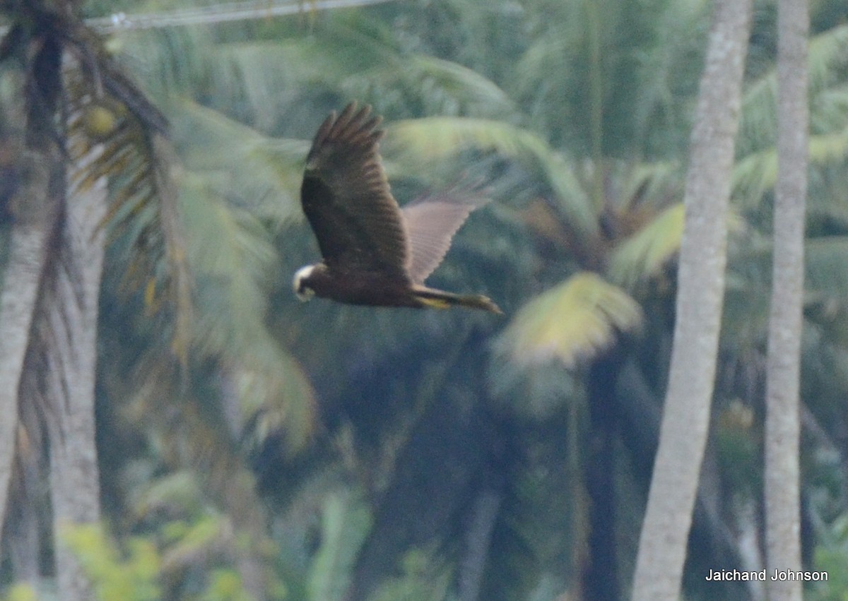 sivhauk - ML646172226