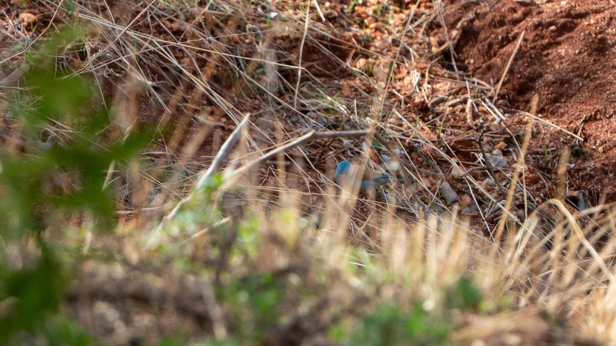 blåhodeastrild - ML646172227