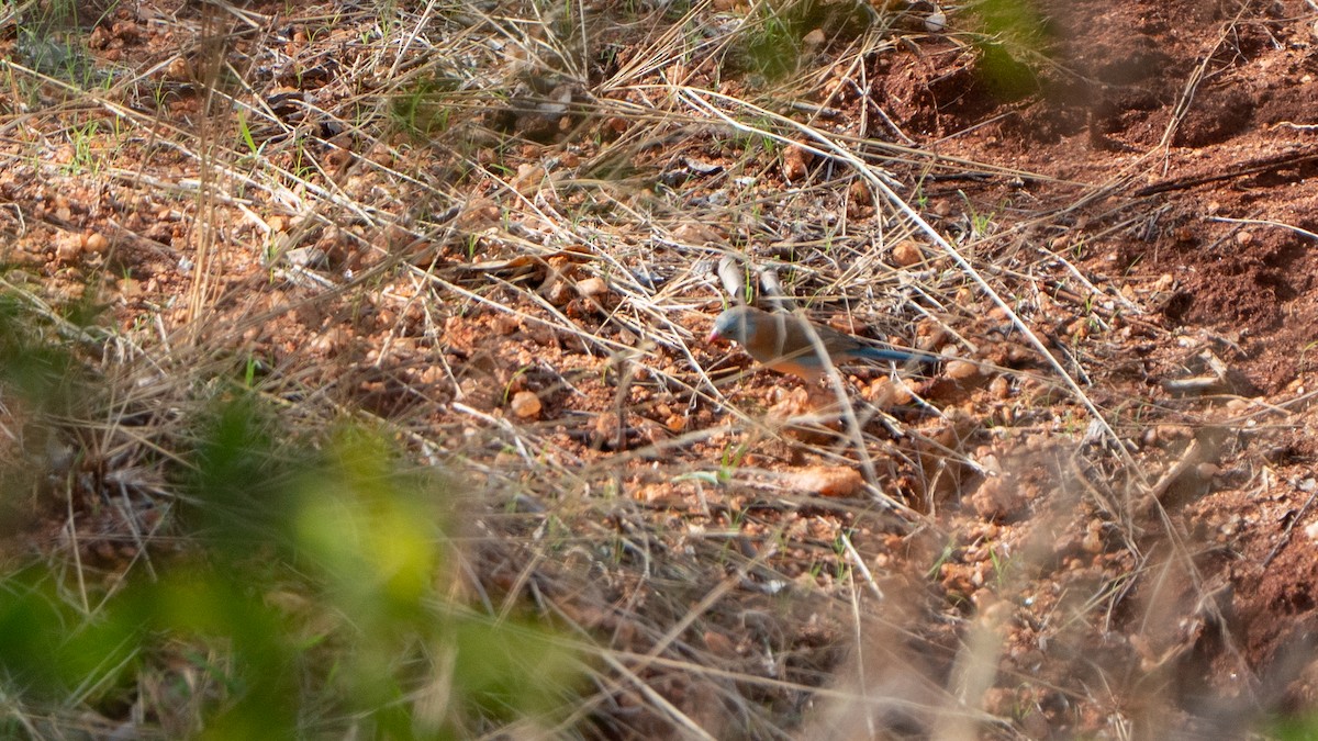 blåhodeastrild - ML646172228