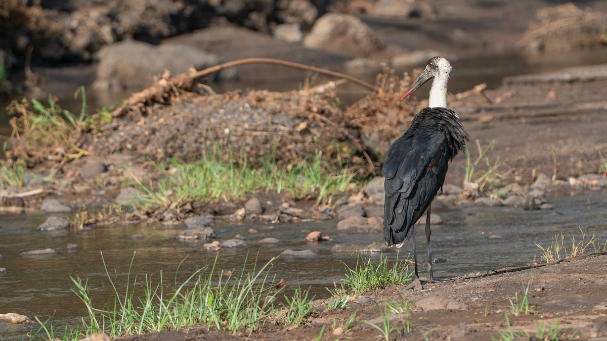 dunhalsstork - ML646172229