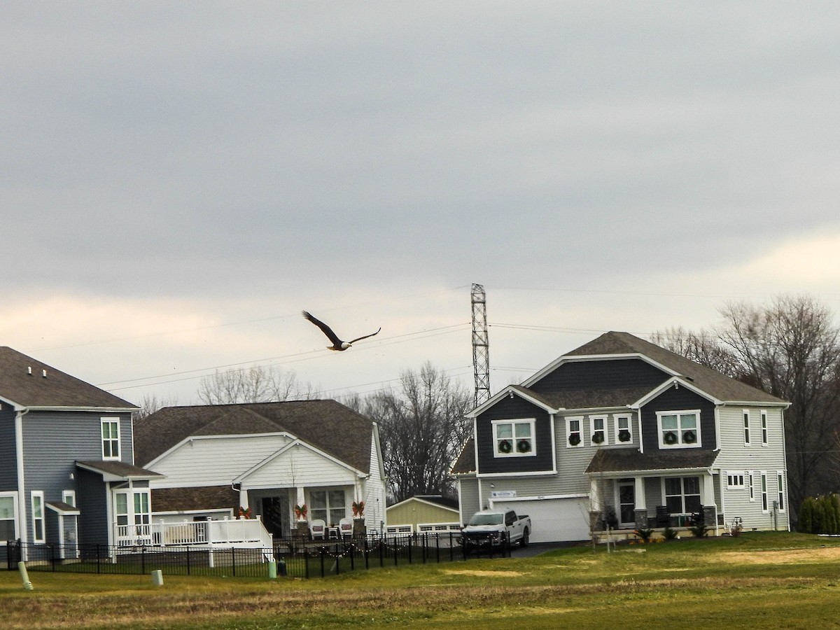 hvithodehavørn - ML646172230