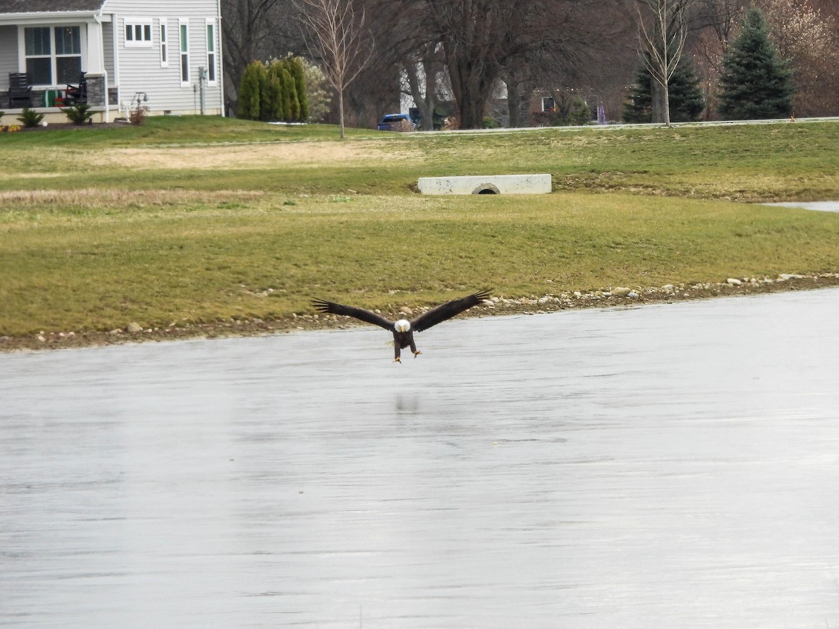 hvithodehavørn - ML646172233