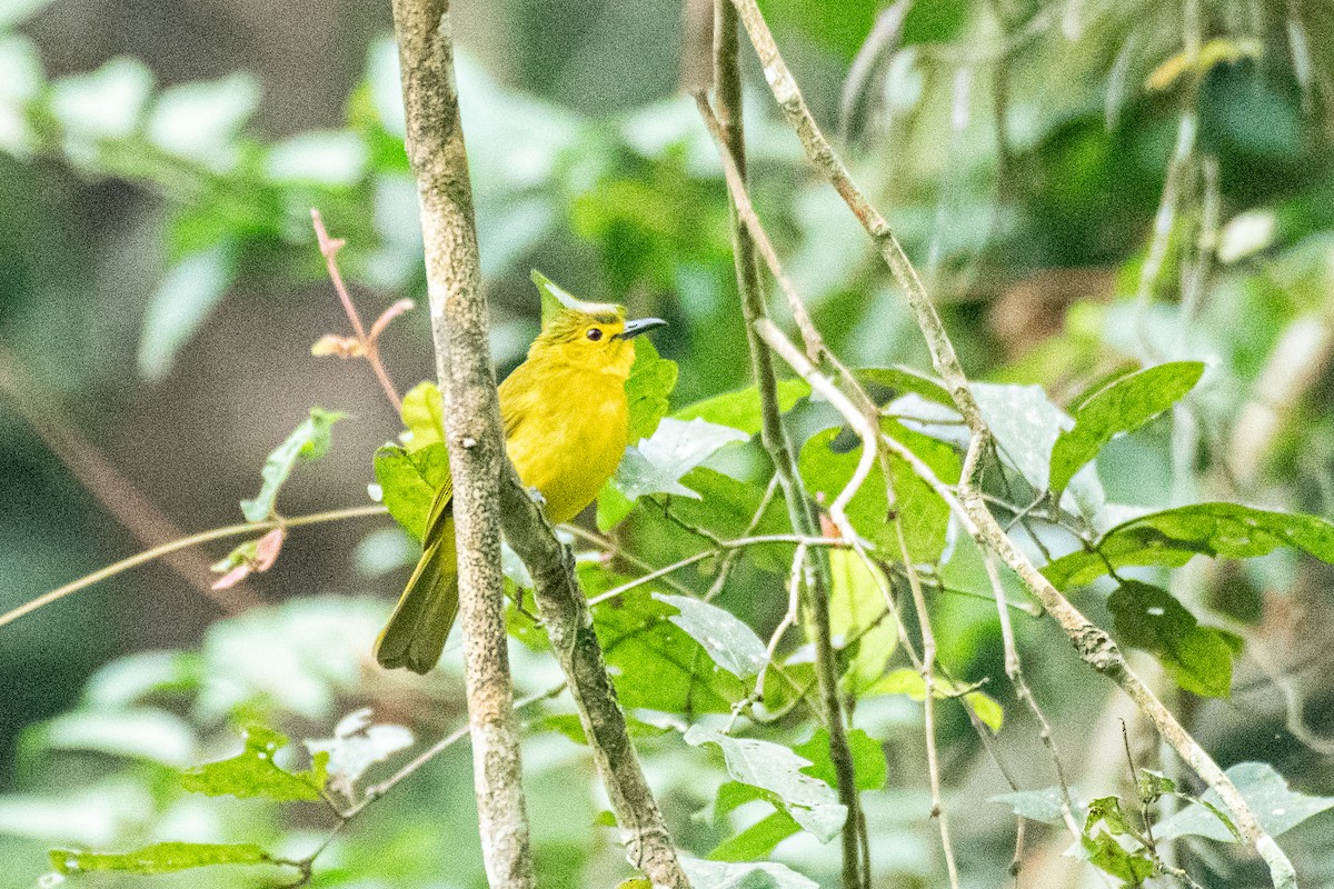 Yellow-browed Bulbul - ML646172234
