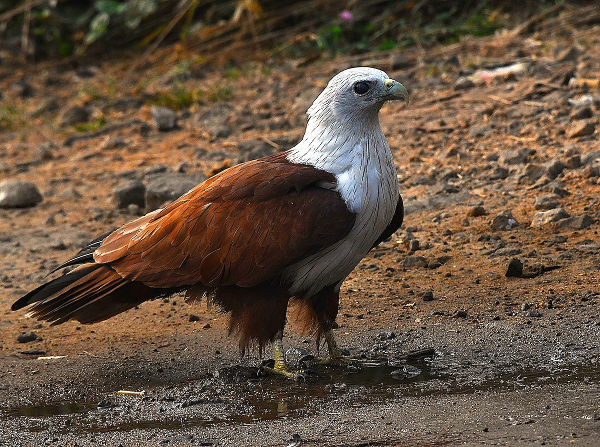 braminglente - ML646172235