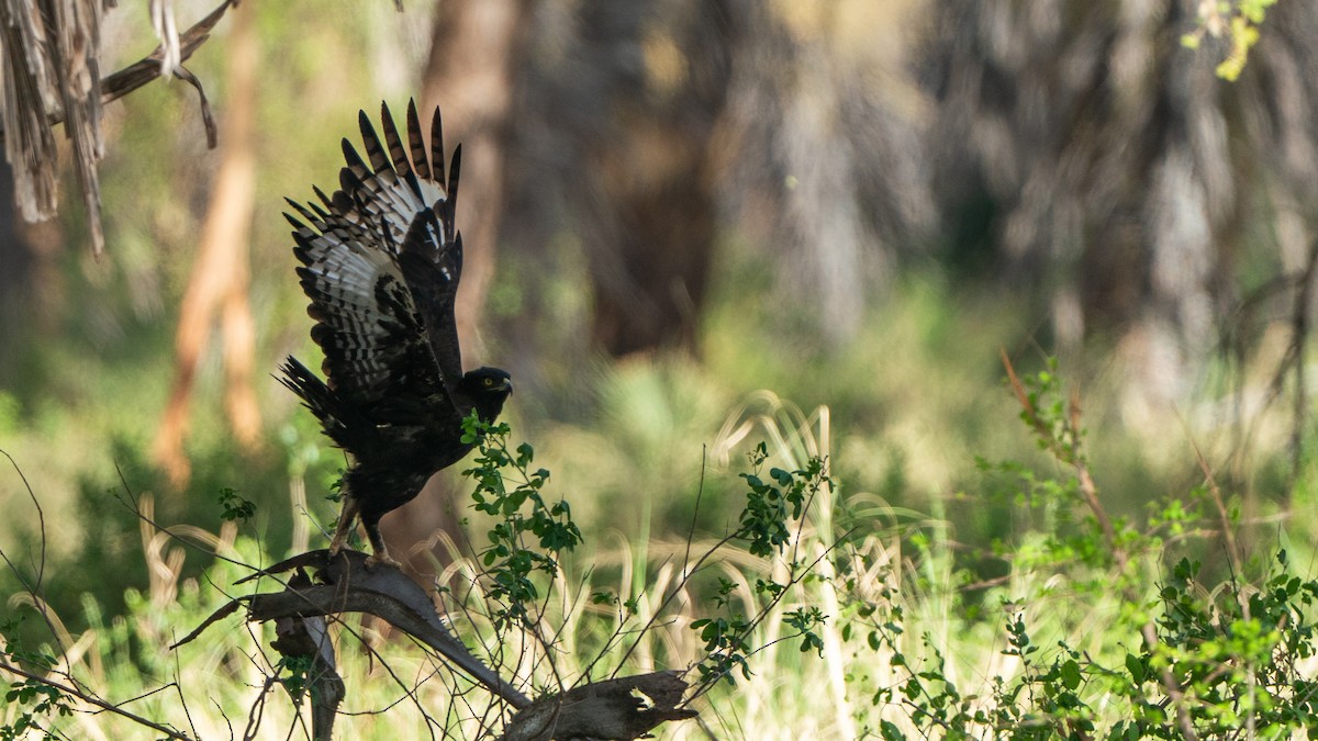 toppørn - ML646172236