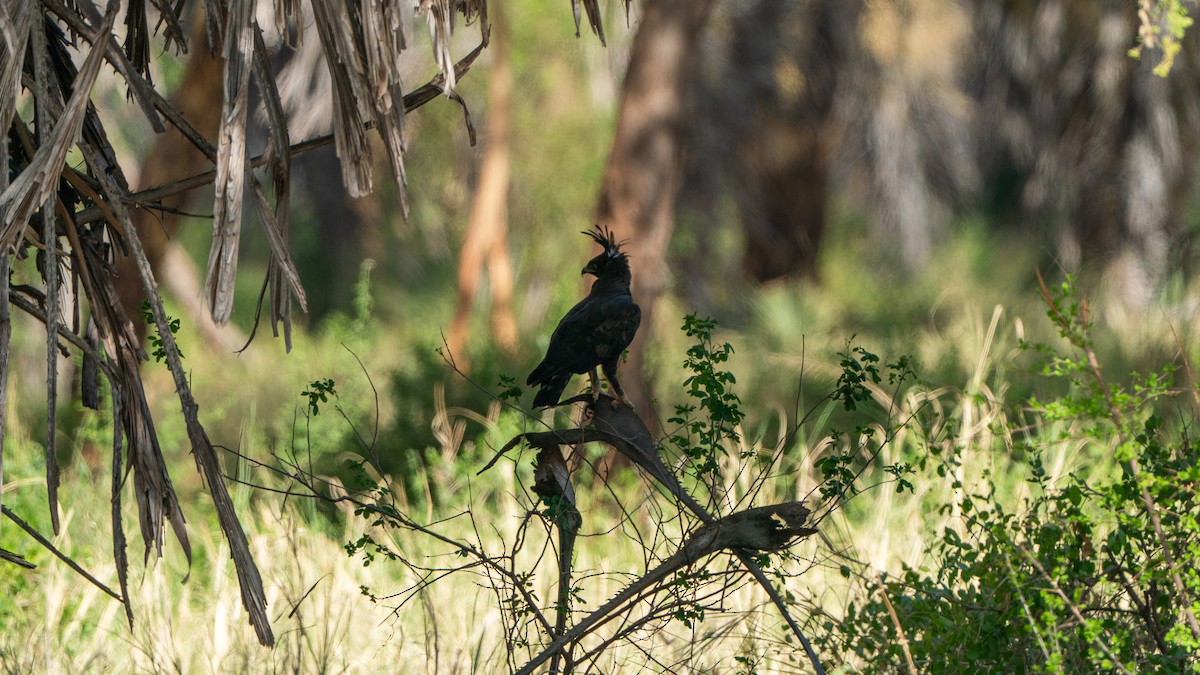 toppørn - ML646172237