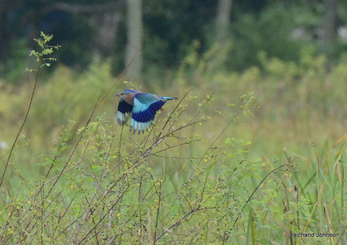 bengalråke - ML646172240