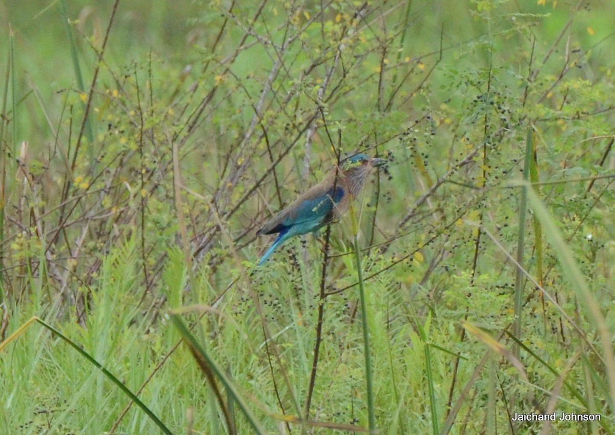 bengalråke - ML646172241