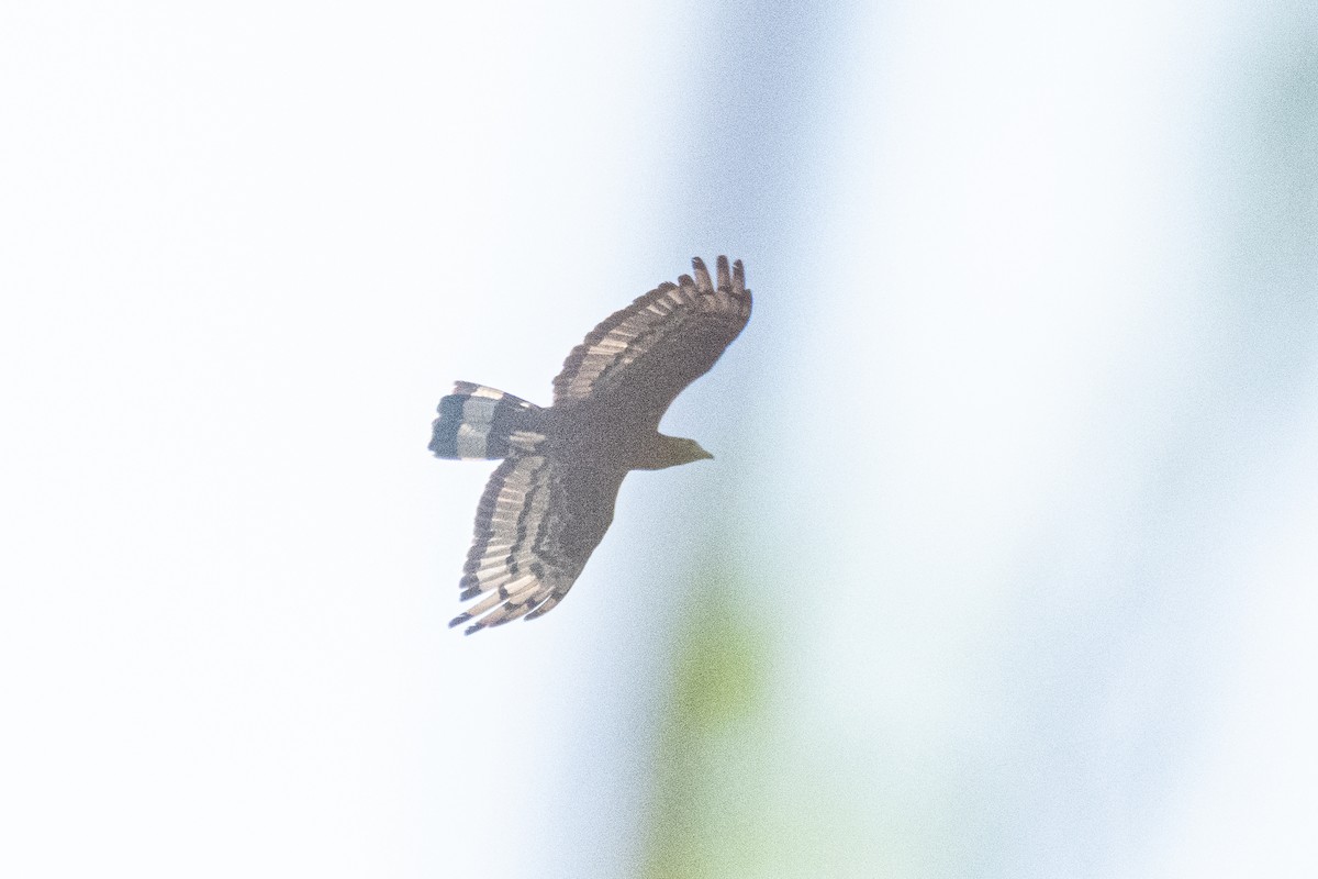 Oriental Honey-buzzard - ML646172242