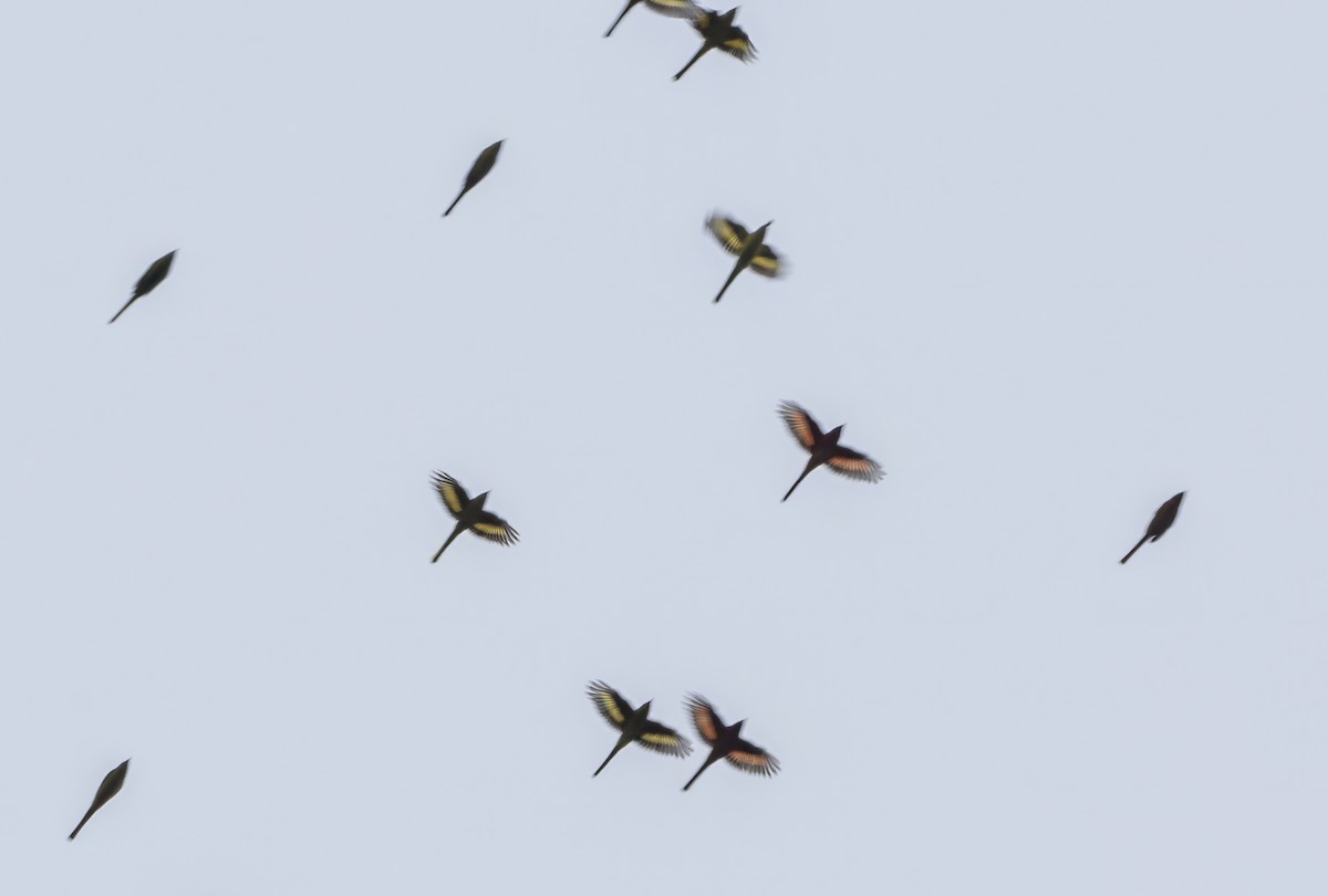 kortnebbmønjefugl - ML646172243