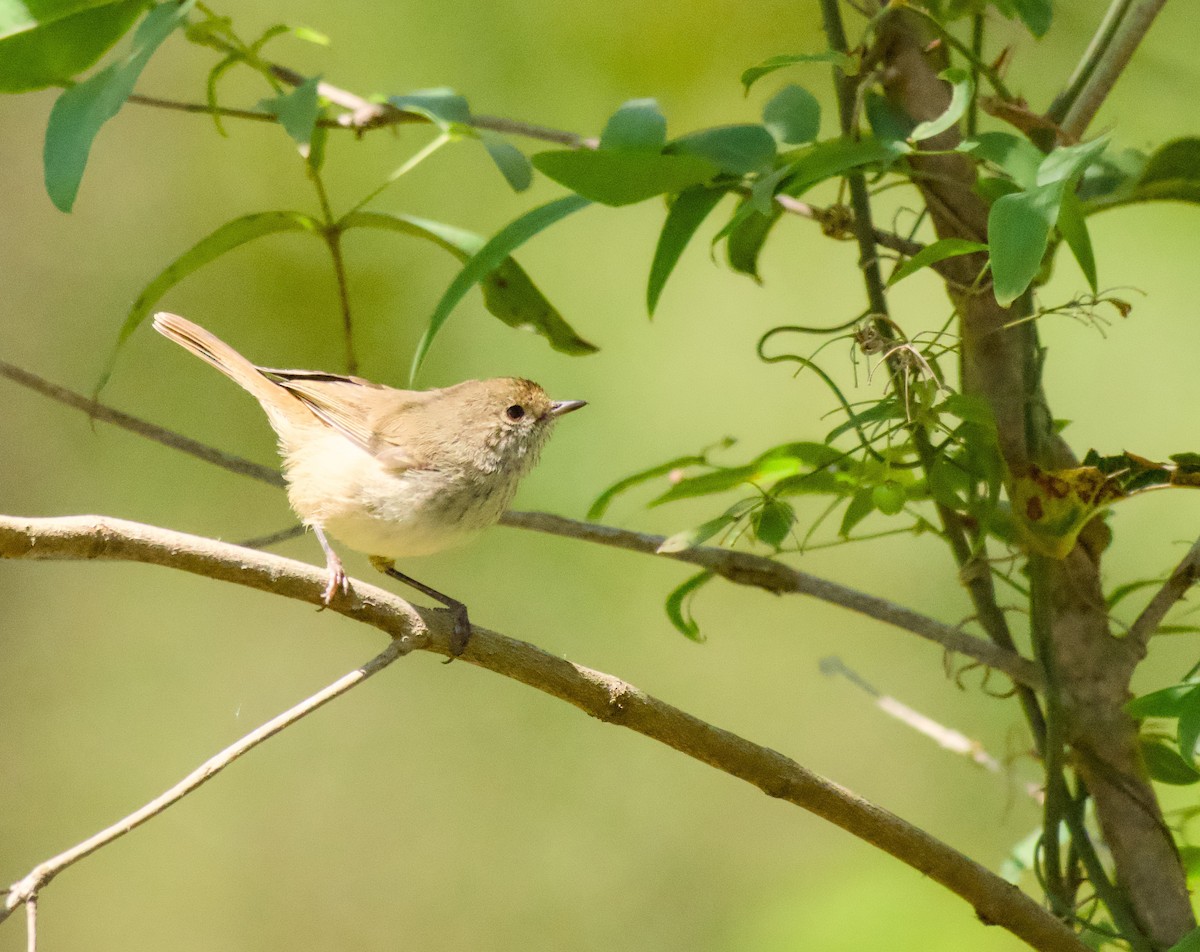 bruntornsmett - ML646172244