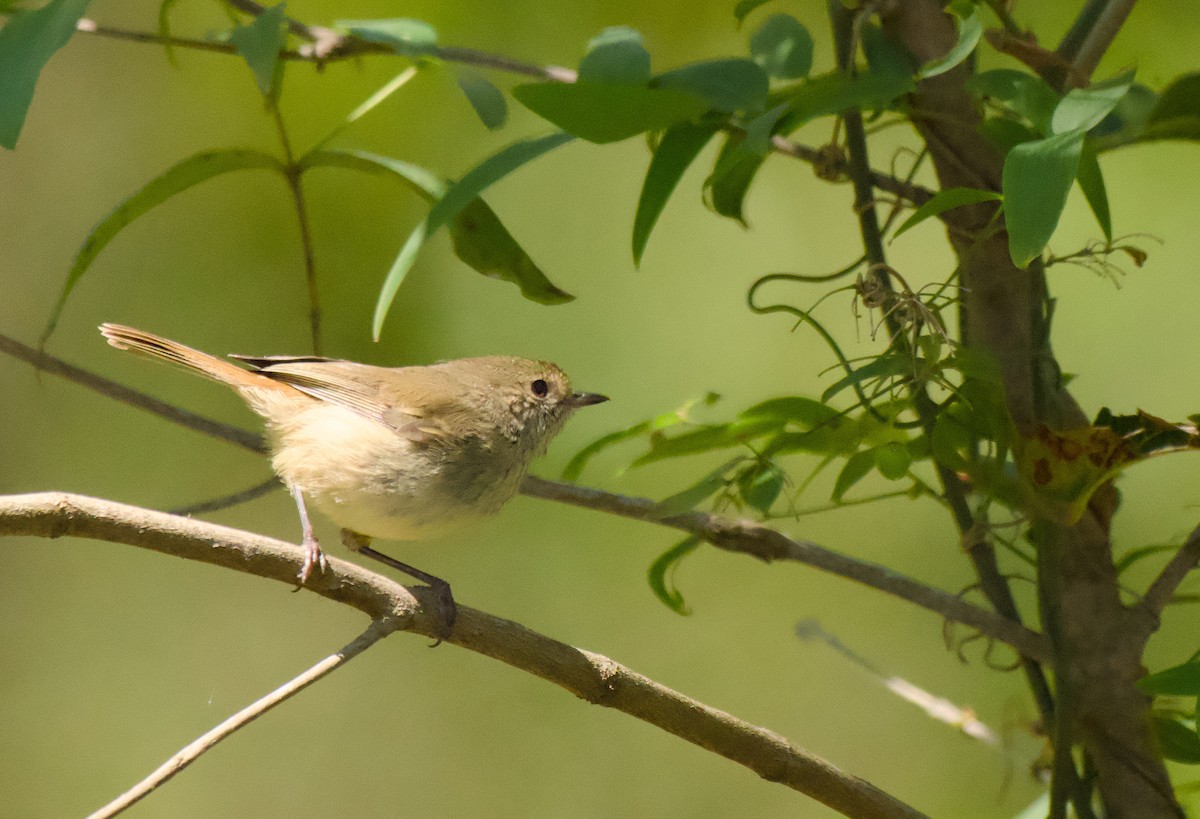 bruntornsmett - ML646172245