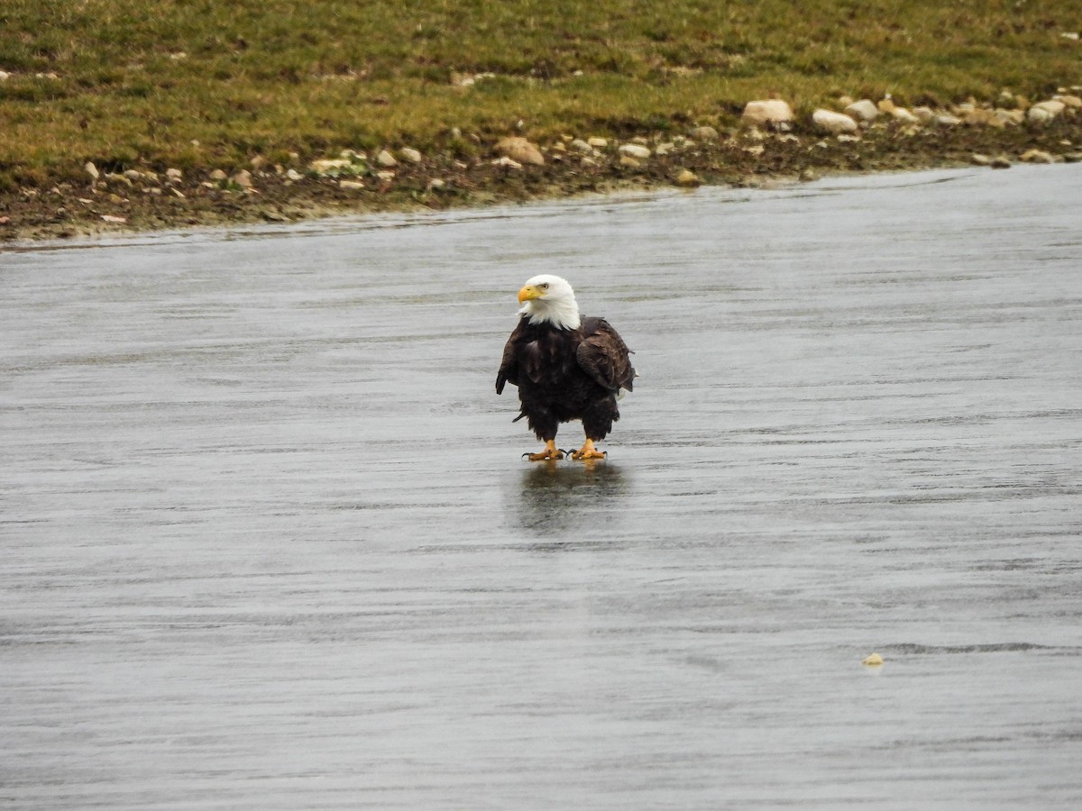 hvithodehavørn - ML646172248