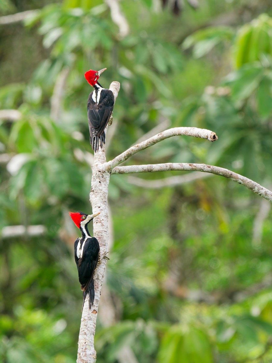 høvdingspett - ML646172249