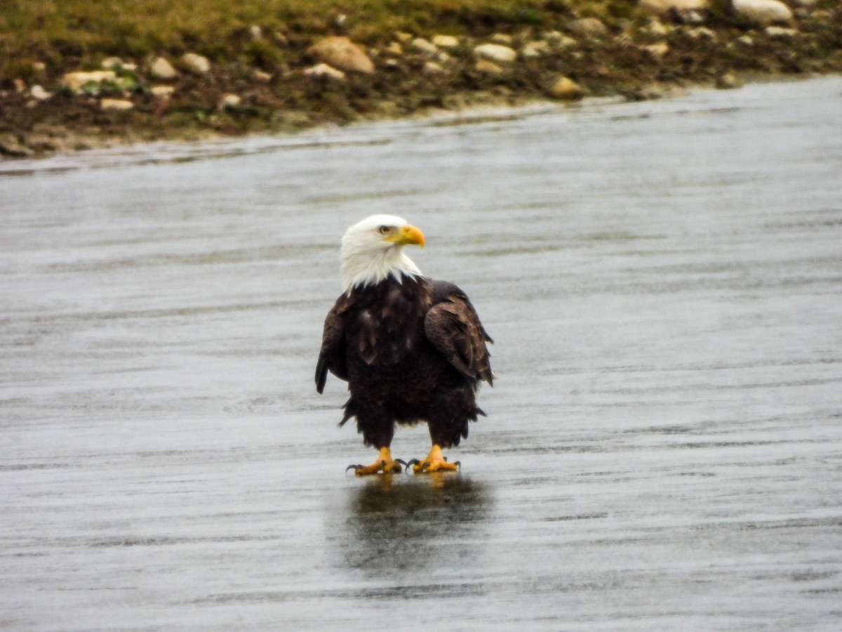 hvithodehavørn - ML646172250