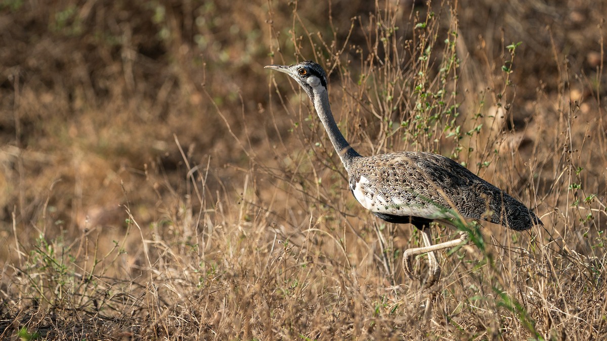 svartgumptrappe - ML646172251