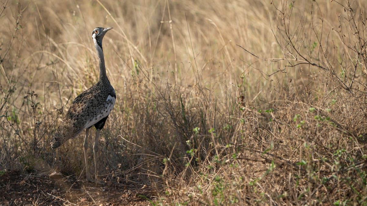 svartgumptrappe - ML646172252