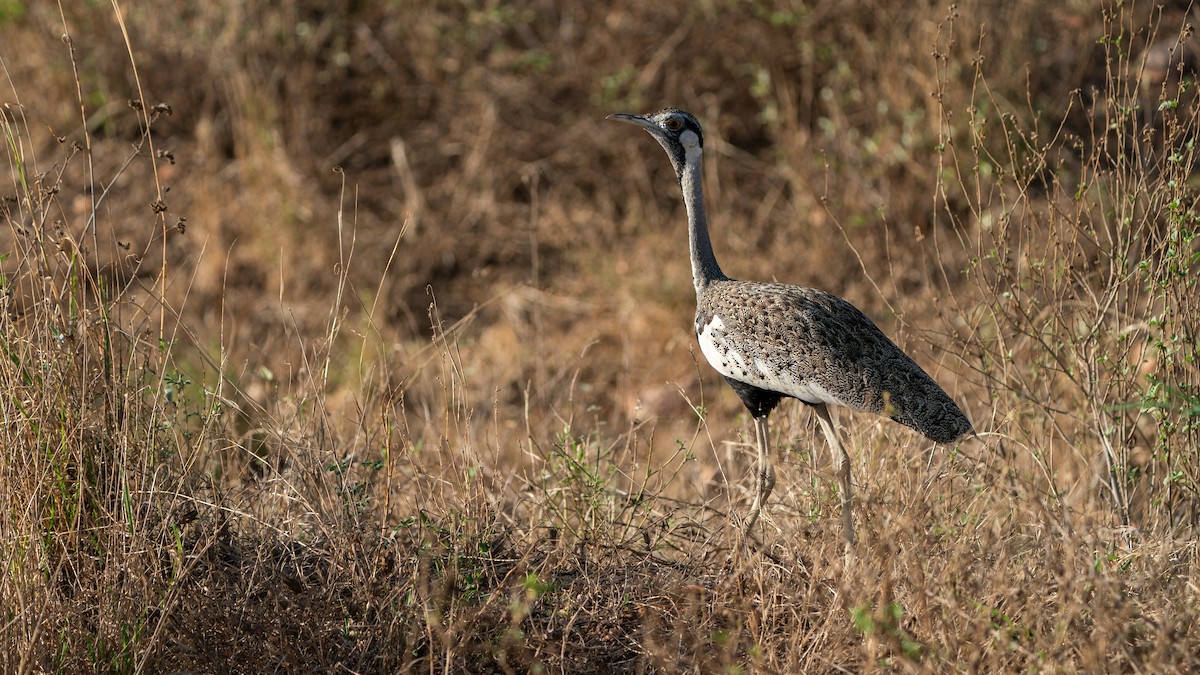 svartgumptrappe - ML646172253